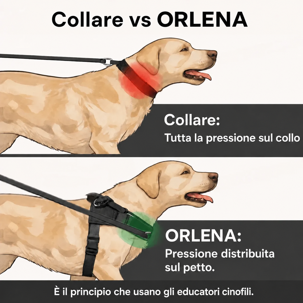 Orlena Walk - Pettorina Antitiro