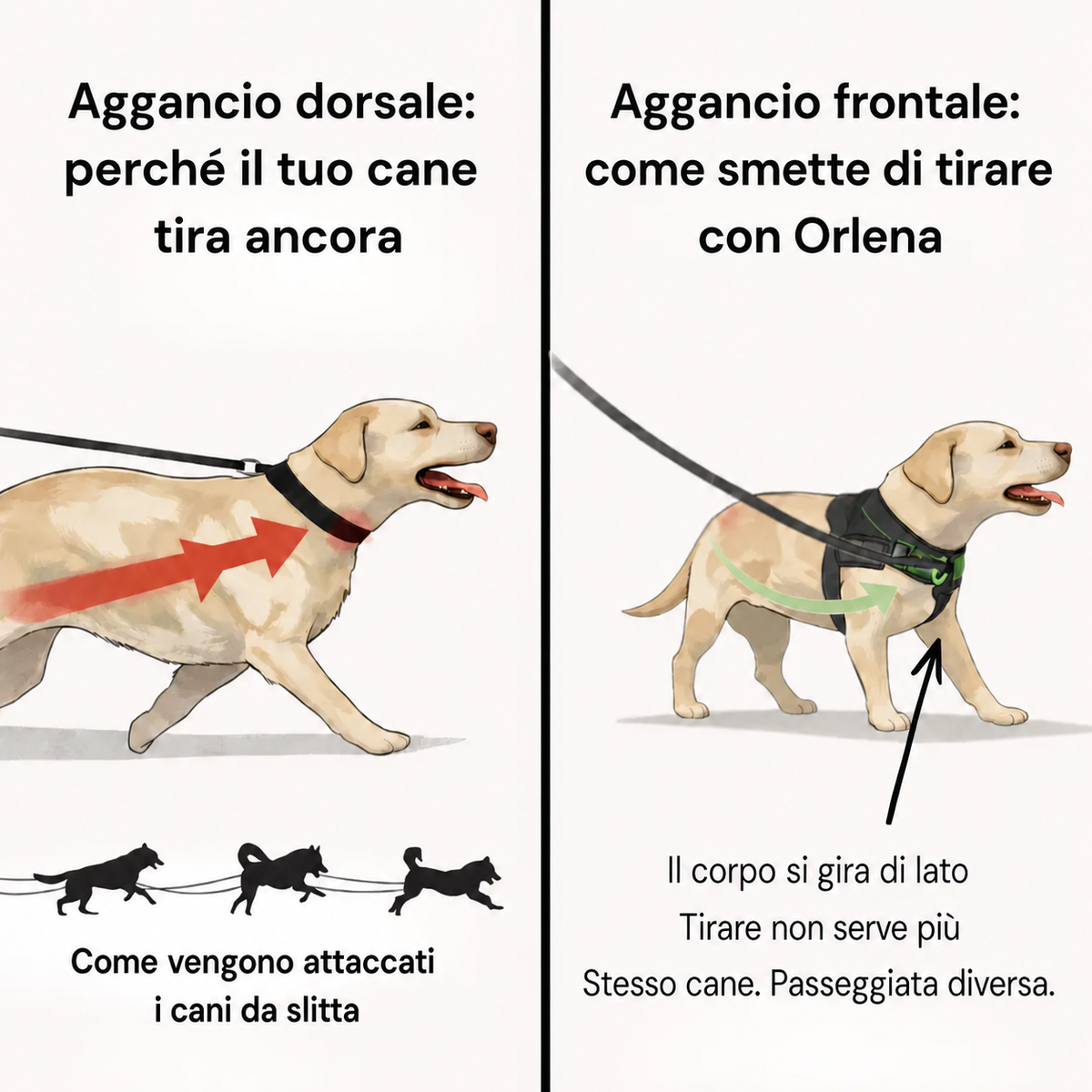 Orlena Walk - Pettorina Antitiro