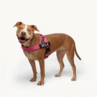 Orlena Walk - Pettorina Antitiro
